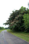 Aldridge Creek Greenway