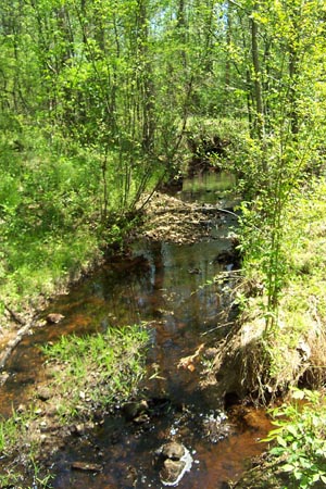 View of stream