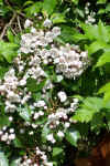 Mountain Laurel