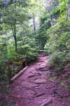 Protruding roots on trail