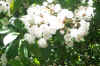 Mountain Laurel