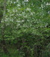 Flowering bush