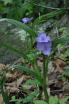 A purple wildflower located along the trail