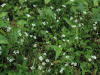 White flowers located along the trail