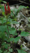 A red columbine found along the trail