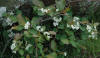 Flowering bush