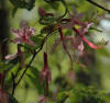 Pink Honeysuckle