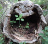 A log along the path